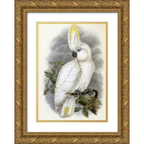 Blue-Eyed Cockatoo Gold Ornate Wood Framed Art Print with Double Matting by Glover, John