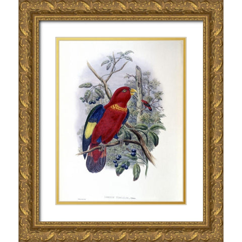 Blue-Thighed Lory Gold Ornate Wood Framed Art Print with Double Matting by Gould, John