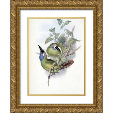 Blue-Throated Groove-Bill - Toucan Gold Ornate Wood Framed Art Print with Double Matting by Glover, John