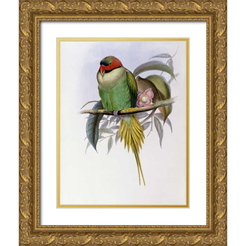 Bonapartes Parakeet Gold Ornate Wood Framed Art Print with Double Matting by Glover, John