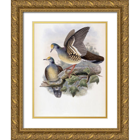 Branded Pigeon Gold Ornate Wood Framed Art Print with Double Matting by Gould, John