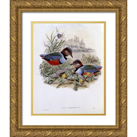 Celebean Pitta Gold Ornate Wood Framed Art Print with Double Matting by Gould, John