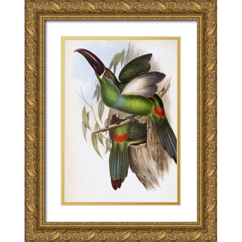 Chestnut-Billed Groove-Bill (Toucan) Gold Ornate Wood Framed Art Print with Double Matting by Gould, John