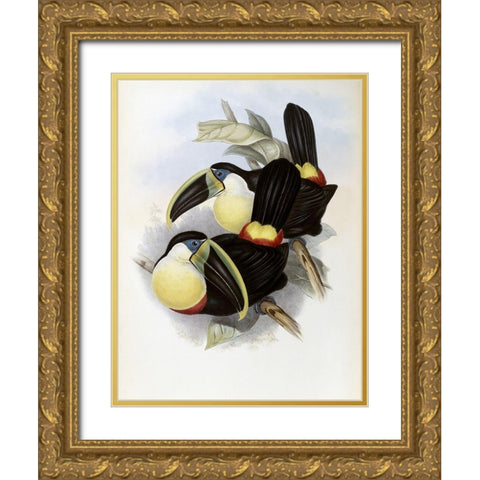 Citron-Brested Toucan Gold Ornate Wood Framed Art Print with Double Matting by Gould, John