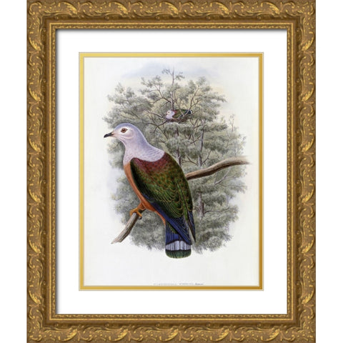 Finschs Fruit-Pigeon Gold Ornate Wood Framed Art Print with Double Matting by Gould, John