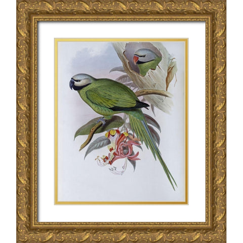 Grey-Headed Parakeet Gold Ornate Wood Framed Art Print with Double Matting by Gould, John
