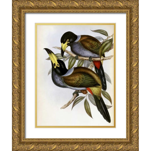 Hooded Hill Toucan Gold Ornate Wood Framed Art Print with Double Matting by Glover, John