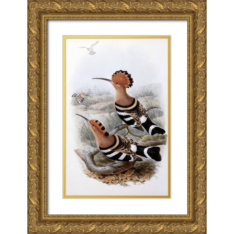 Indian Hoopoe Gold Ornate Wood Framed Art Print with Double Matting by Gould, John