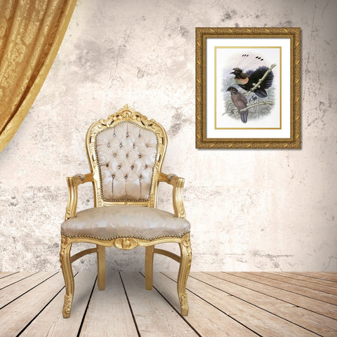 Lawes Bird of Paradise Gold Ornate Wood Framed Art Print with Double Matting by Gould, John