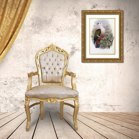 New-Ireland Fruit-Pigeon Gold Ornate Wood Framed Art Print with Double Matting by Glover, John
