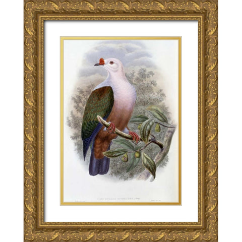 New-Ireland Fruit-Pigeon Gold Ornate Wood Framed Art Print with Double Matting by Glover, John