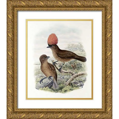 Orange-Crested Bower-Bird Gold Ornate Wood Framed Art Print with Double Matting by Gould, John