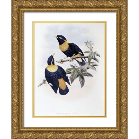 Orange-Crested Starling Gold Ornate Wood Framed Art Print with Double Matting by Gould, John