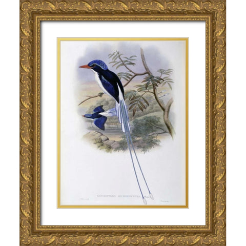 Port-Moresby Racket-Tailed Kingfisher Gold Ornate Wood Framed Art Print with Double Matting by Glover, John