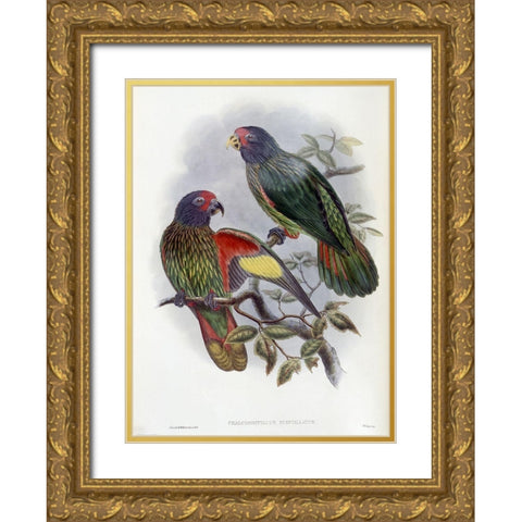 Red-Fronted Lory Gold Ornate Wood Framed Art Print with Double Matting by Gould, John