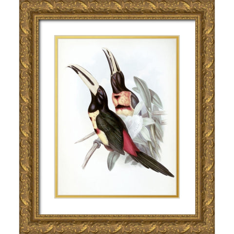 Red-Rumped Aracari (Toucan) Gold Ornate Wood Framed Art Print with Double Matting by Gould, John