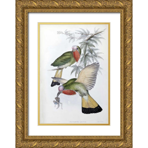 Red-Throated Nyctiornis Gold Ornate Wood Framed Art Print with Double Matting by Glover, John