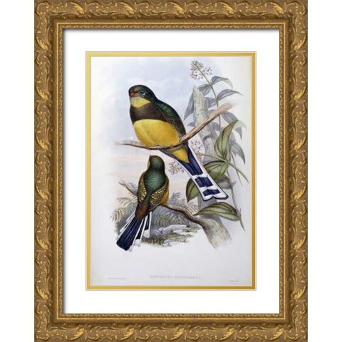 Reinwardts Trogon Gold Ornate Wood Framed Art Print with Double Matting by Glover, John