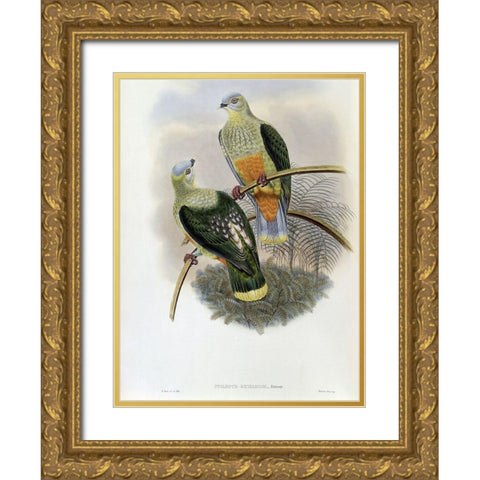 Richards Fruit-Pigeon Gold Ornate Wood Framed Art Print with Double Matting by Gould, John