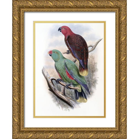 Riedels Parrot Gold Ornate Wood Framed Art Print with Double Matting by Gould, John