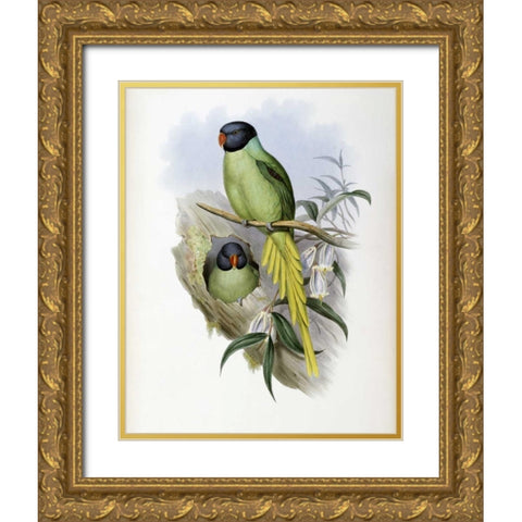 Slaty-Headed Parakeet Gold Ornate Wood Framed Art Print with Double Matting by Glover, John