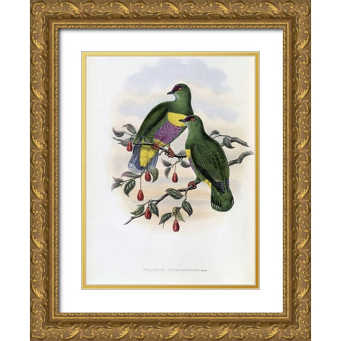 Solomon-Island Fruit-Pigeon Gold Ornate Wood Framed Art Print with Double Matting by Gould, John