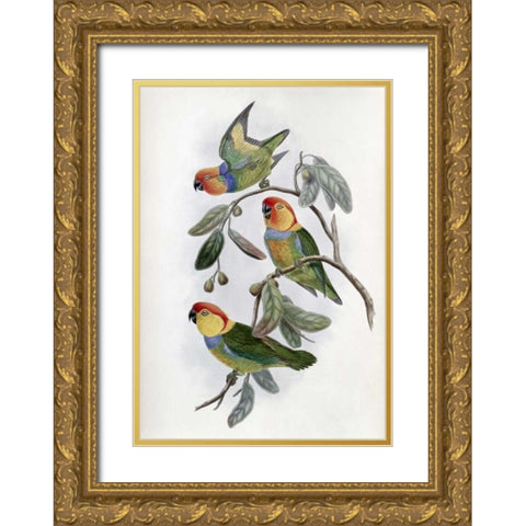 Southern Ring Perroquet Gold Ornate Wood Framed Art Print with Double Matting by Glover, John