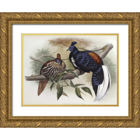 Vieillots Fireback Gold Ornate Wood Framed Art Print with Double Matting by Glover, John