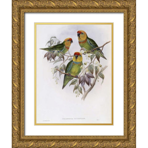Western Perroquet Gold Ornate Wood Framed Art Print with Double Matting by Glover, John