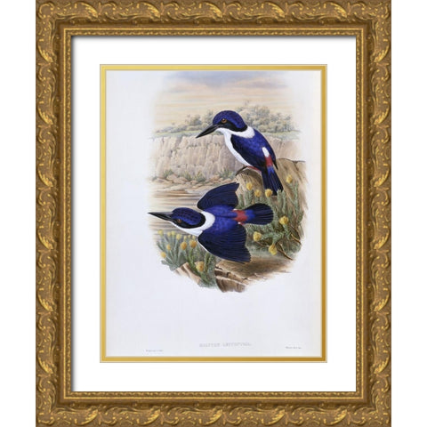 White-Backed Kingfisher Gold Ornate Wood Framed Art Print with Double Matting by Gould, John