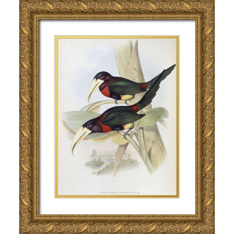 Yellow-Billed Aracari (Toucan) Gold Ornate Wood Framed Art Print with Double Matting by Gould, John