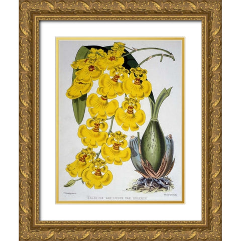 Oncidium Varicosum Var. Rogers II Gold Ornate Wood Framed Art Print with Double Matting by Jennings, Samuel