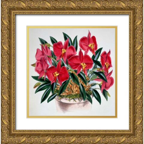 Sophronitis Grandiflora Gold Ornate Wood Framed Art Print with Double Matting by Jennings, Samuel
