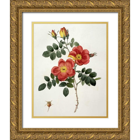 Rosa Eglanteria - Punicea Gold Ornate Wood Framed Art Print with Double Matting by Redoute, Pierre Joseph