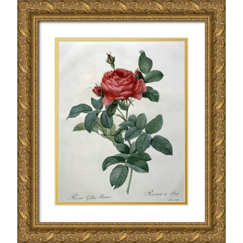 Rosa Gallica - Pontiana Gold Ornate Wood Framed Art Print with Double Matting by Redoute, Pierre Joseph