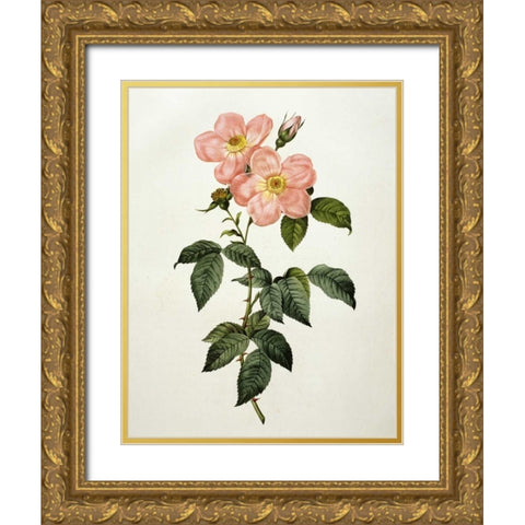 Rosa Indica Frangras - Flora Simplici Gold Ornate Wood Framed Art Print with Double Matting by Redoute, Pierre Joseph