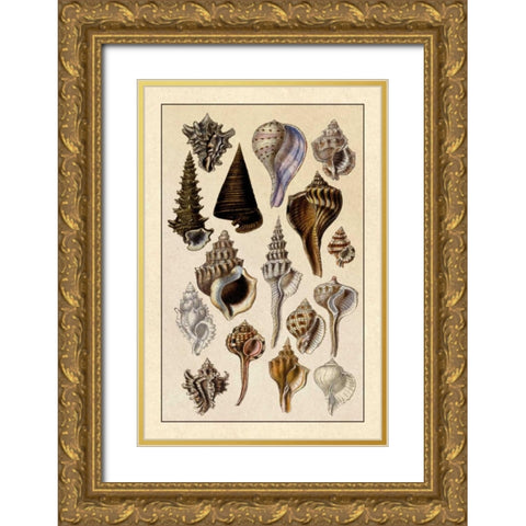 Shells: Trachelipoda #4 Gold Ornate Wood Framed Art Print with Double Matting by Sowerby, G.B.