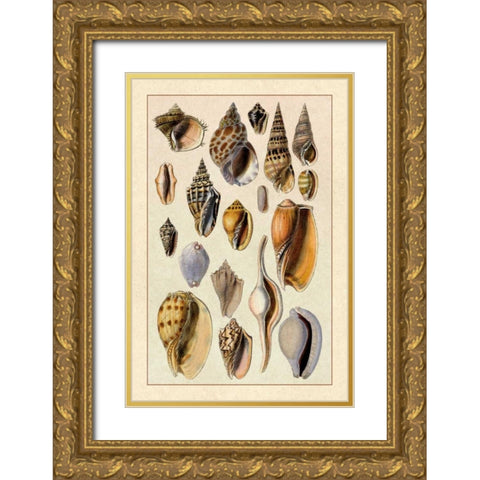 Shells: Trachelipoda #6 Gold Ornate Wood Framed Art Print with Double Matting by Sowerby, G.B.