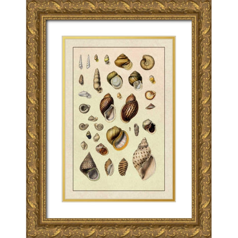 Shells: Sessile Cirripedes #2 Gold Ornate Wood Framed Art Print with Double Matting by Sowerby, G.B.