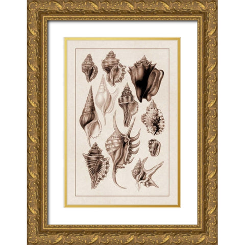 Shells: Trachelipoda #5 (Sepia) Gold Ornate Wood Framed Art Print with Double Matting by Sowerby, G.B.