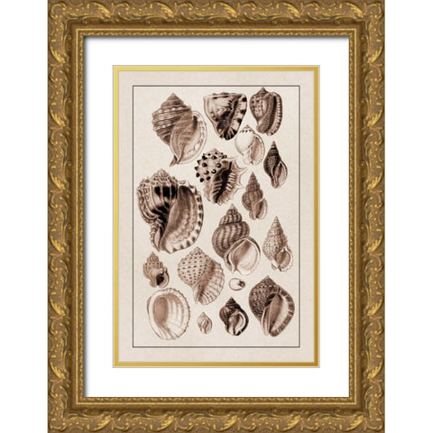 Shells: Purpurifera (Sepia) Gold Ornate Wood Framed Art Print with Double Matting by Sowerby, G.B.
