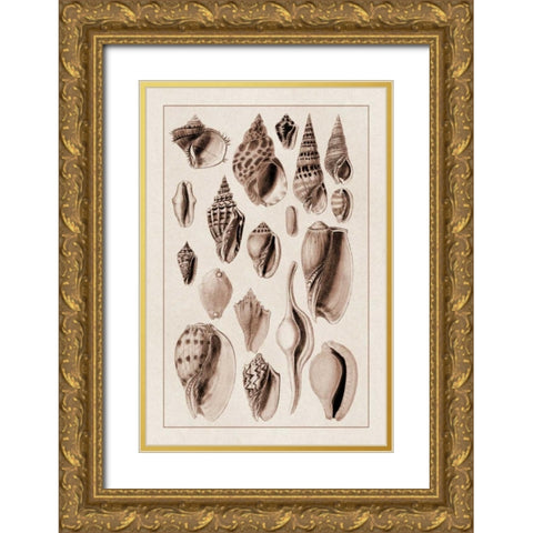 Shells: Trachelipoda #6 (Sepia) Gold Ornate Wood Framed Art Print with Double Matting by Sowerby, G.B.