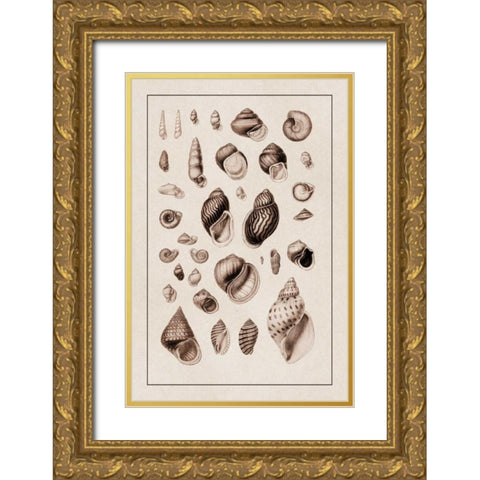 Shells: Sessile Cirripedes #2 (Sepia) Gold Ornate Wood Framed Art Print with Double Matting by Sowerby, G.B.