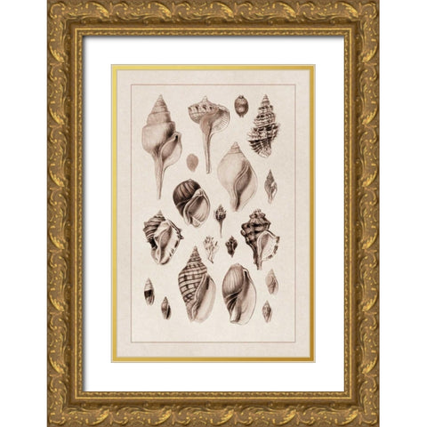 Shells: Sessile Cirripedes #3 (Sepia) Gold Ornate Wood Framed Art Print with Double Matting by Sowerby, G.B.