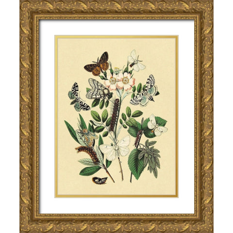 Moths: L. Salicis, O. Dispar, et al. Gold Ornate Wood Framed Art Print with Double Matting by Kirby, W. F.