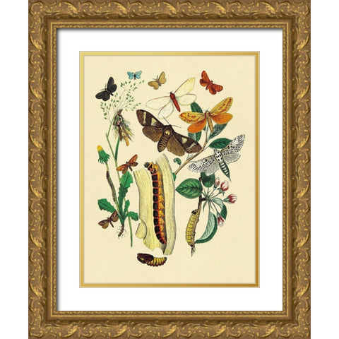 Moths: C. Ligniperda, Z. Aesculi, et al. Gold Ornate Wood Framed Art Print with Double Matting by Kirby, W. F.
