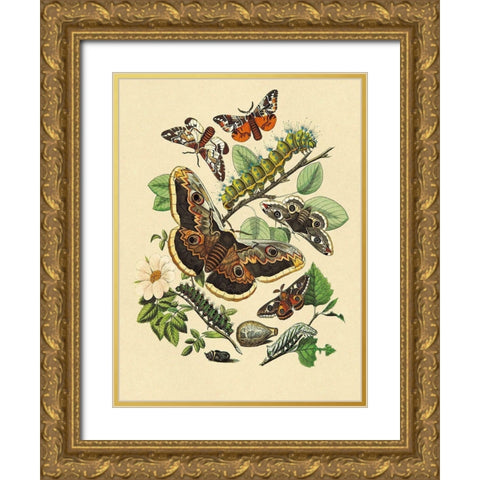 Moths: E. Versicolora, S. Pyri, S. Carpini Gold Ornate Wood Framed Art Print with Double Matting by Kirby, W. F.