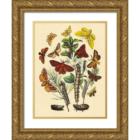 Moths: G. Quercifolia, L. Potatoria, et al. Gold Ornate Wood Framed Art Print with Double Matting by Kirby, W. F.