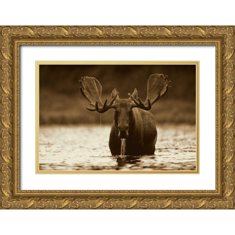 Moose male raising its head while feeding on the bottom of a lake, North America Gold Ornate Wood Framed Art Print with Double Matting by Fitzharris, Tim