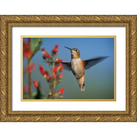 Rufous Hummingbird feeding on the nectar of a Desert Figwort New Mexico Gold Ornate Wood Framed Art Print with Double Matting by Fitzharris, Tim